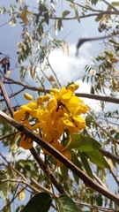 Senna viarum