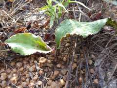 Drimiopsis burkei