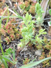 Lysimachia linum-stellatum