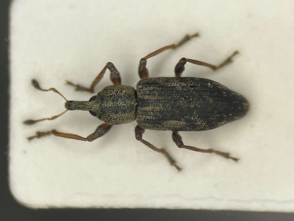 Listronotus lutulentus