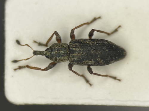 Lixellus