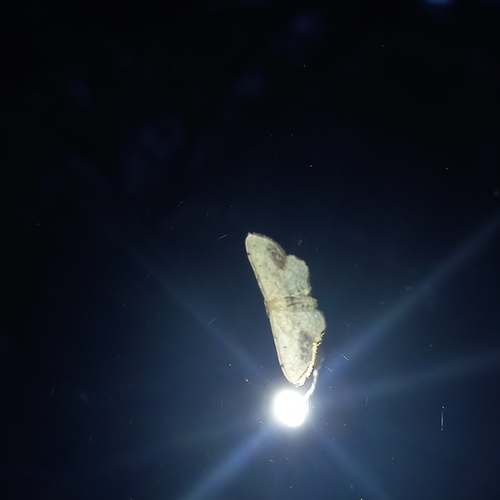 piadica nechtíková (Idaea dimidiata)