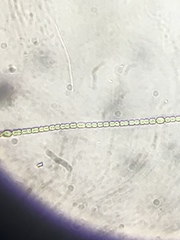 Nostocales