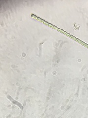 Nostocales