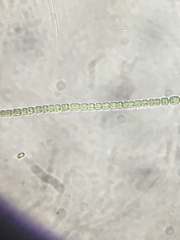 Nostocales