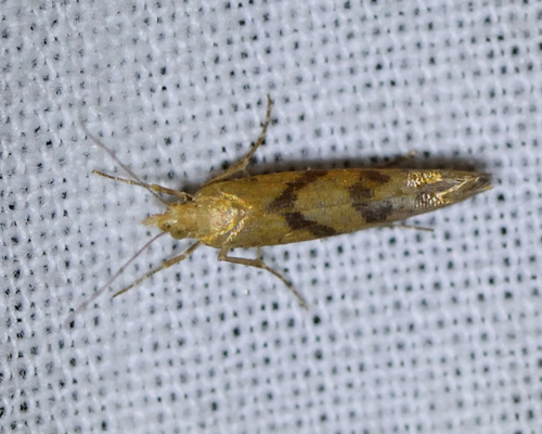 Ypsolopha sylvella
