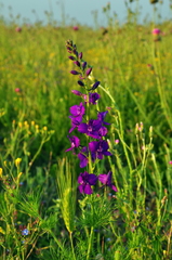 Consolida orientalis