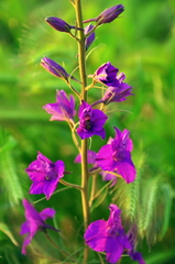 Consolida orientalis