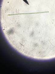 Nostocales