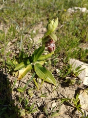 Ophrys umbilicata flavomarginata