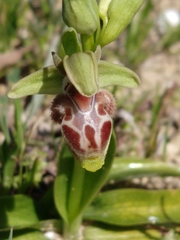 Ophrys umbilicata flavomarginata