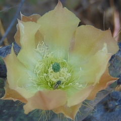 Acmaeoderini