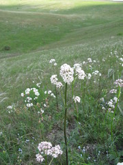 Valeriana rossica