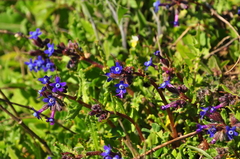 Anchusa stylosa