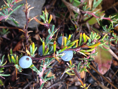 Berberis empetrifolia