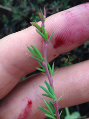 Berberis empetrifolia