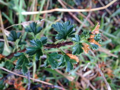 Ribes cucullatum