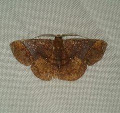 Thysanopyga abdominaria