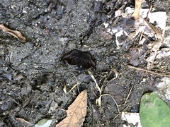Eantis papinianus