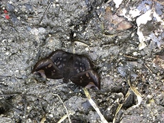 Eantis papinianus