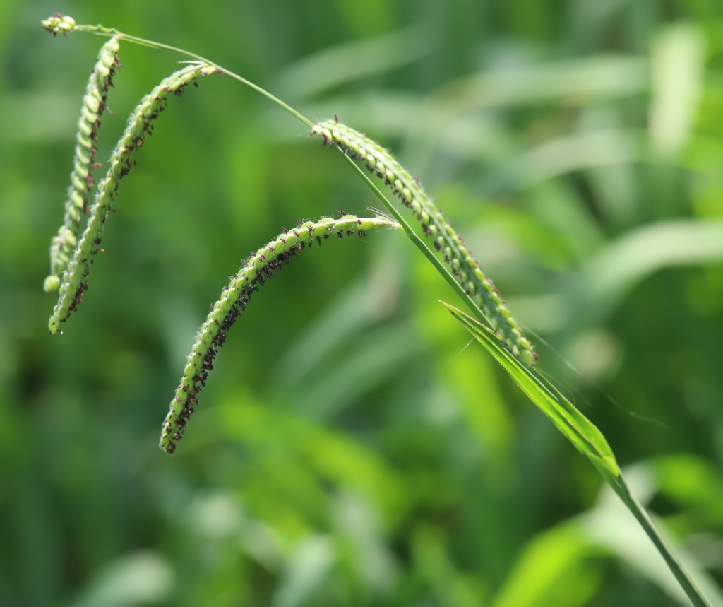 Paspalum dilatatum — an easy houseplant, prefers full sun light