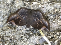 Eantis papinianus