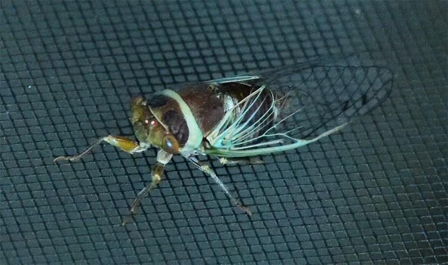 Apache Cicada