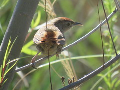 Phacellodomus striaticollis