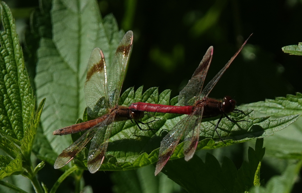 Banded Darter from Süd, Nürnberg, Deutschland on September 20, 2023 at ...