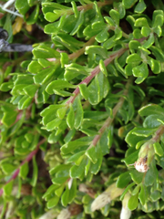 Baccharis magellanica