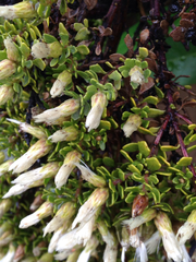 Baccharis magellanica