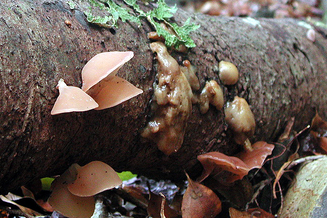 Auricularia auricula-judae