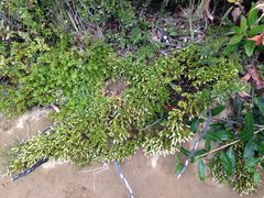 Baccharis magellanica