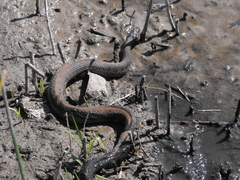 Thamnophis validus