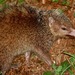 Tailless Tenrec - Photo (c) Bird Explorers, some rights reserved (CC BY-NC), uploaded by Bird Explorers