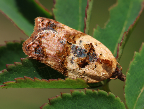 Acleris permutana · iNaturalist Mexico