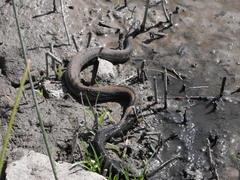 Thamnophis validus