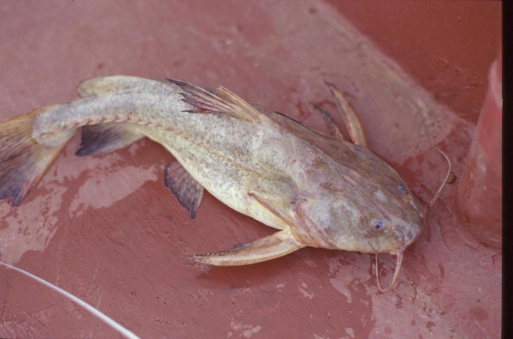 Granulated Catfish