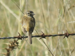 Polystictus pectoralis