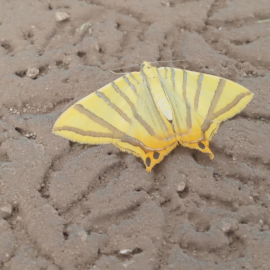 Phrygionis citrina