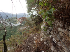 Hylotelephium caucasicum