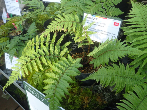 Polystichum shimurae iNat (1)