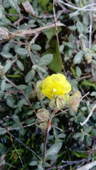 Helianthemum stipulatum