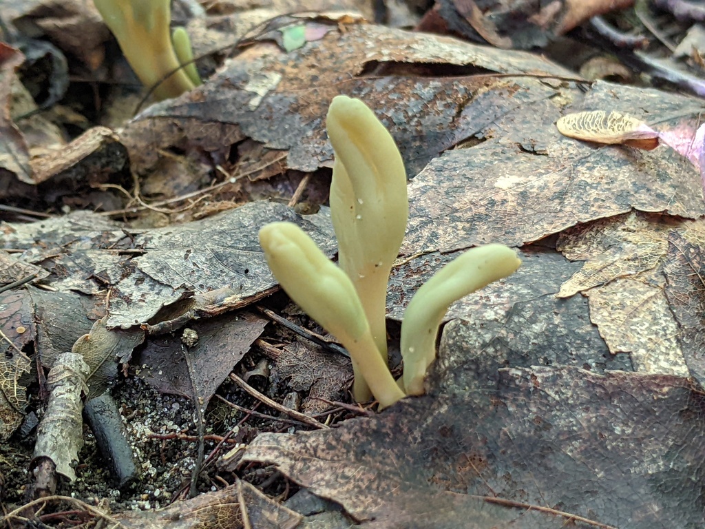 Olive Earthtongue
