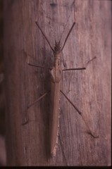 Pseudophasma acanthonotus
