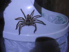 Polybetes pythagoricus