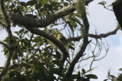 Chlorodrepanis virens