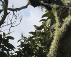 Chlorodrepanis virens