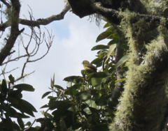 Chlorodrepanis virens