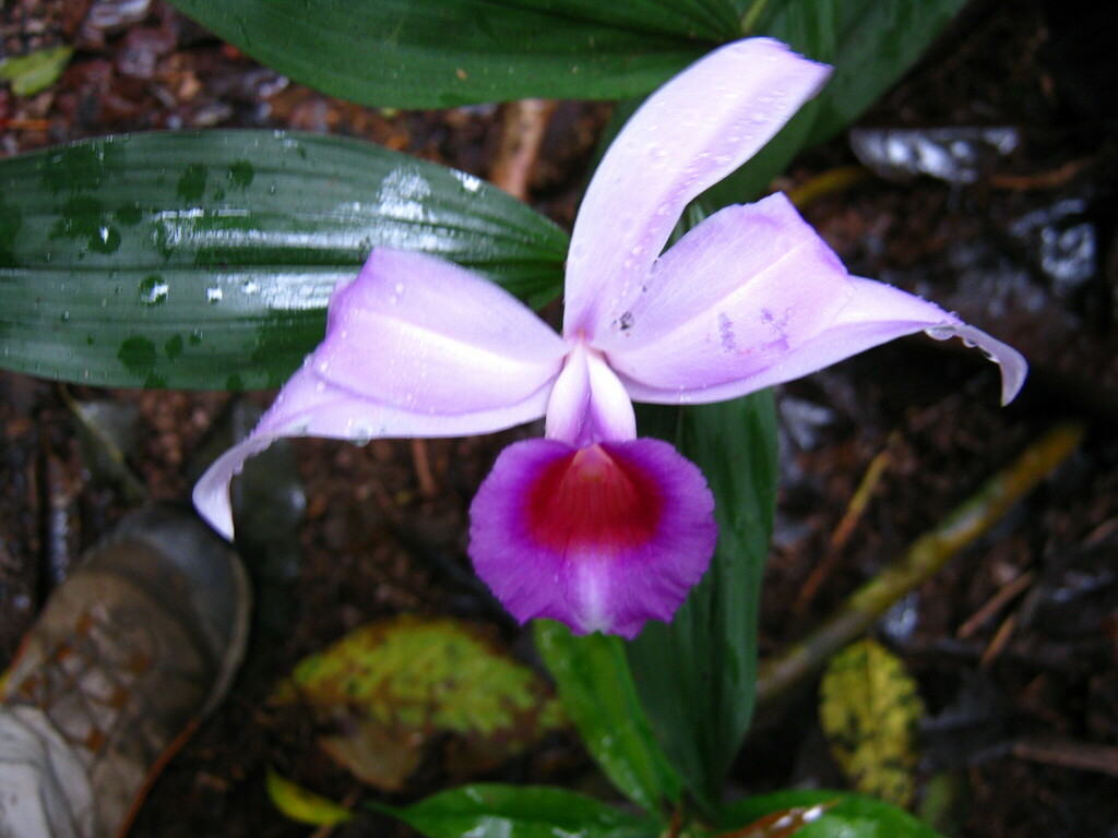 Sobralia fenzliana